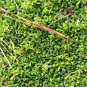 Ground moss