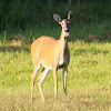 White-tailed Deer