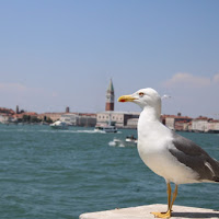 A big seagull in a small Venice di 