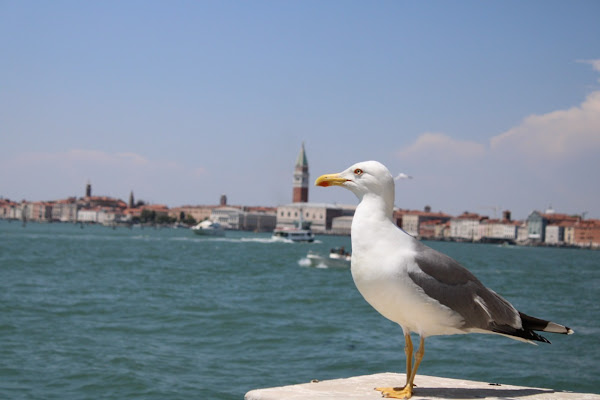 A big seagull in a small Venice di photos_enry