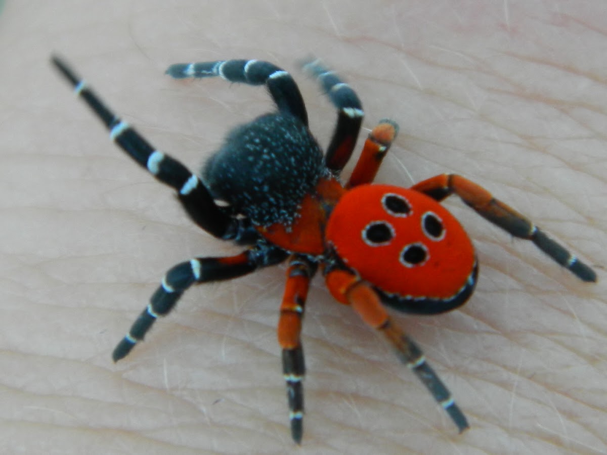 Ladybird spider male