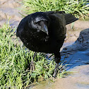 Carrion Crow