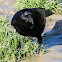 Carrion Crow