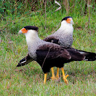 Caracará (Southern Caracara)