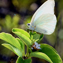 Great Southern White