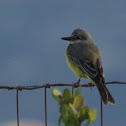 Tropical Kingbird