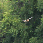 Yellow Bittern