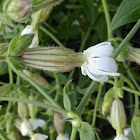 White Campion