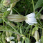 White Campion