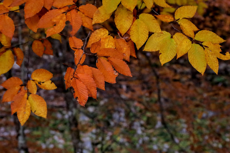 ヤリスの紅葉・せせらぎ街道・GRヤリス・コラボに関するカスタム事例の投稿画像2枚目