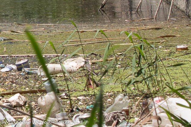 White Wagtail; Lavandera Blanca