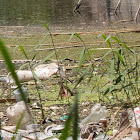 White Wagtail; Lavandera Blanca