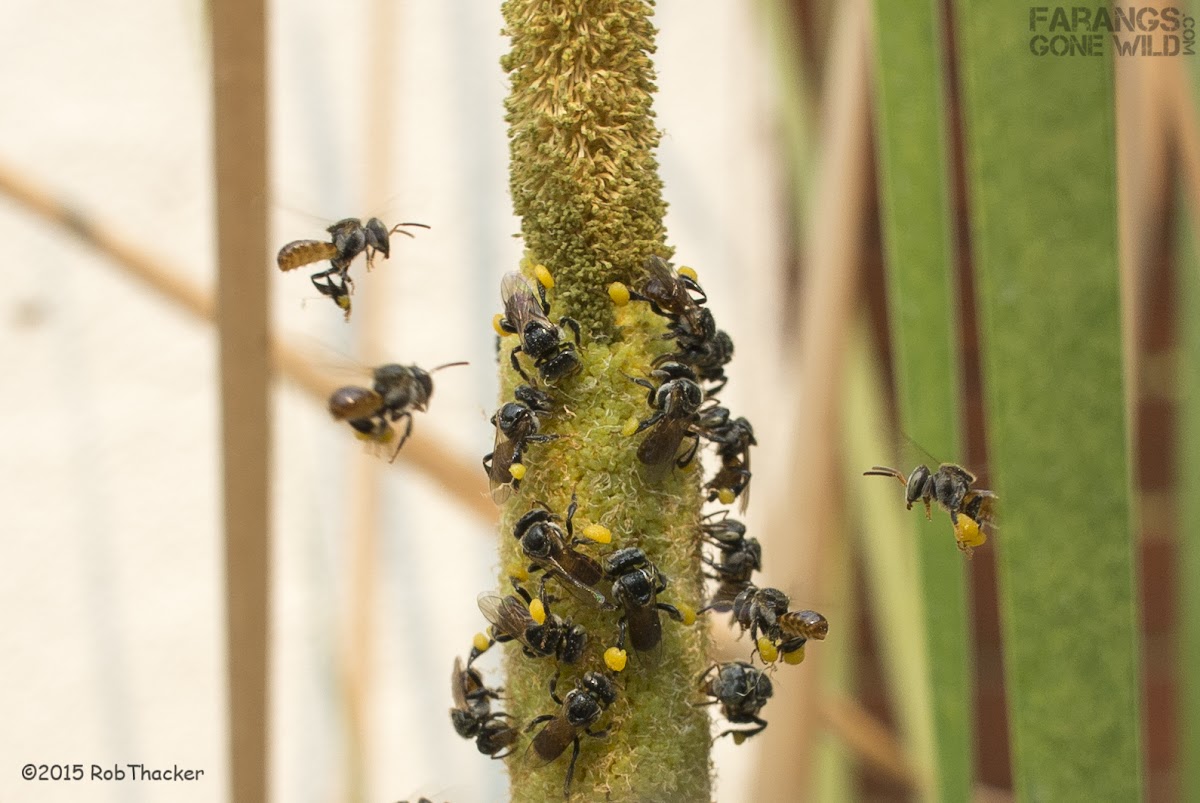 Stingless Bee