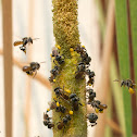 Stingless Bee