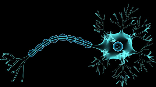 Structure of Neuron