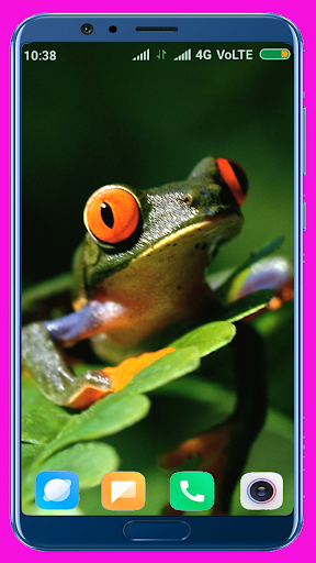 Frog Wallpaper Best 4K