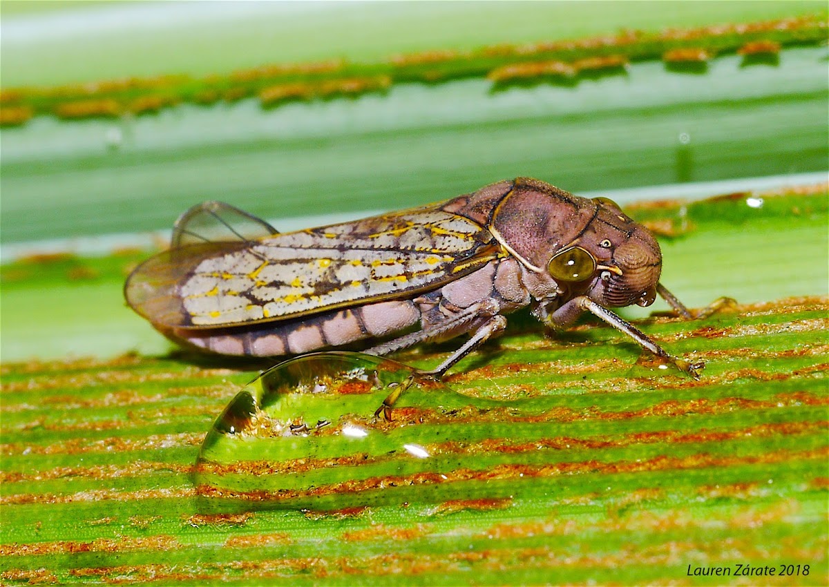 Leafhopper