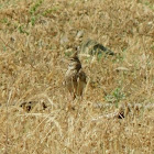 Crested Lark