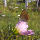 Scarce copper(male) /Огненный червонец