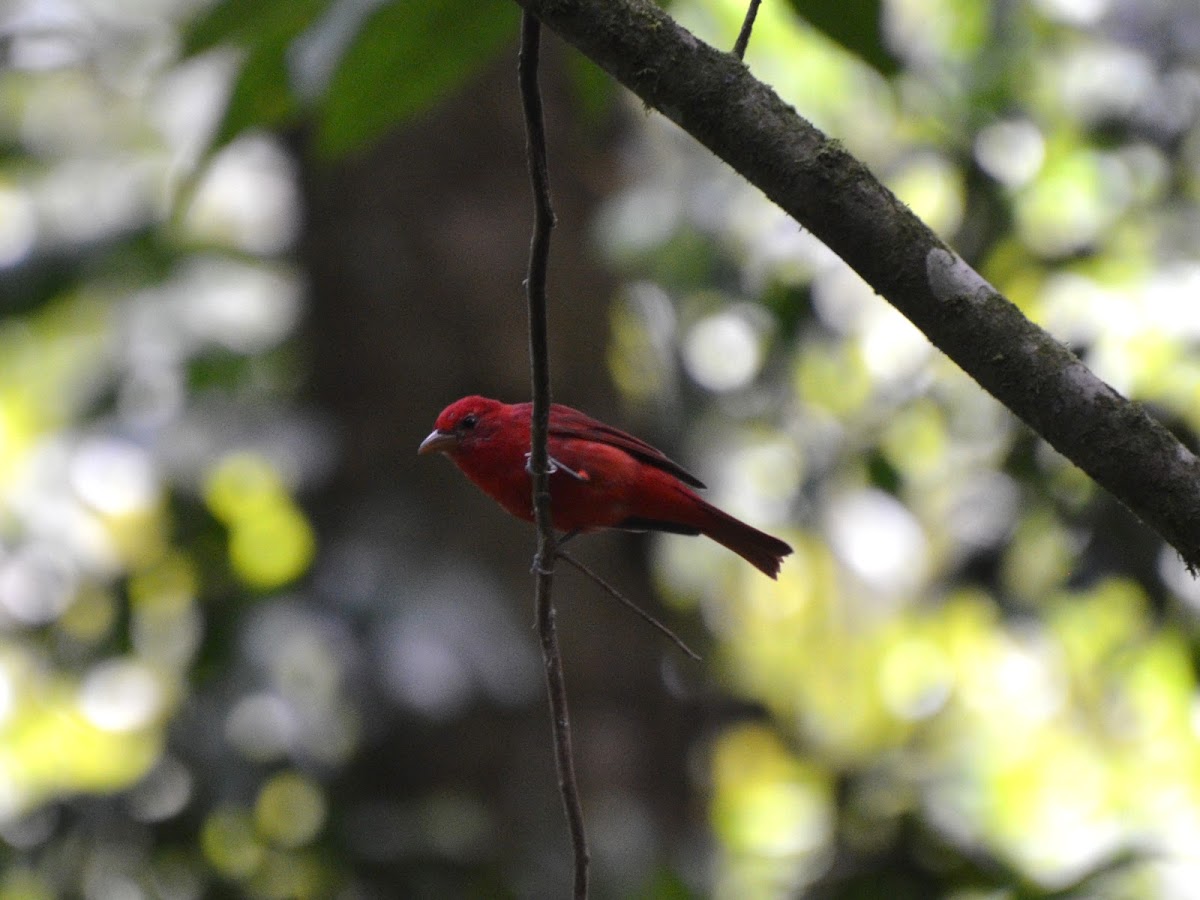 Summer Tanager