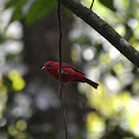 Summer Tanager