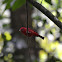 Summer Tanager