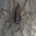 Gray wall jumper