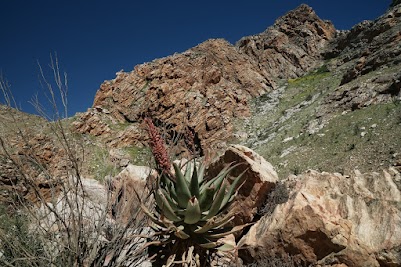 Aloe-Pflanze in der Seweweekspoort