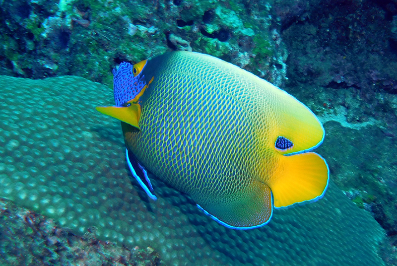 Yellowface angelfish