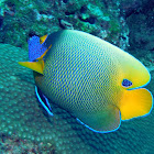 Yellowface angelfish