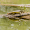 Soft Shelled Turtle