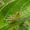 American Bird Grasshopper Nymph