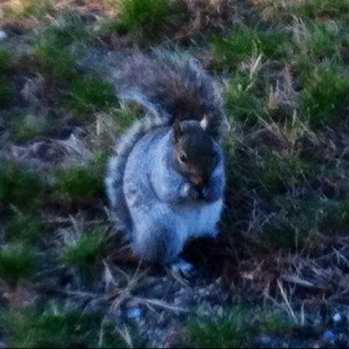 Eastern Grey Squirrel