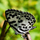 Common pierrot