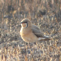 Oriental Pratincole