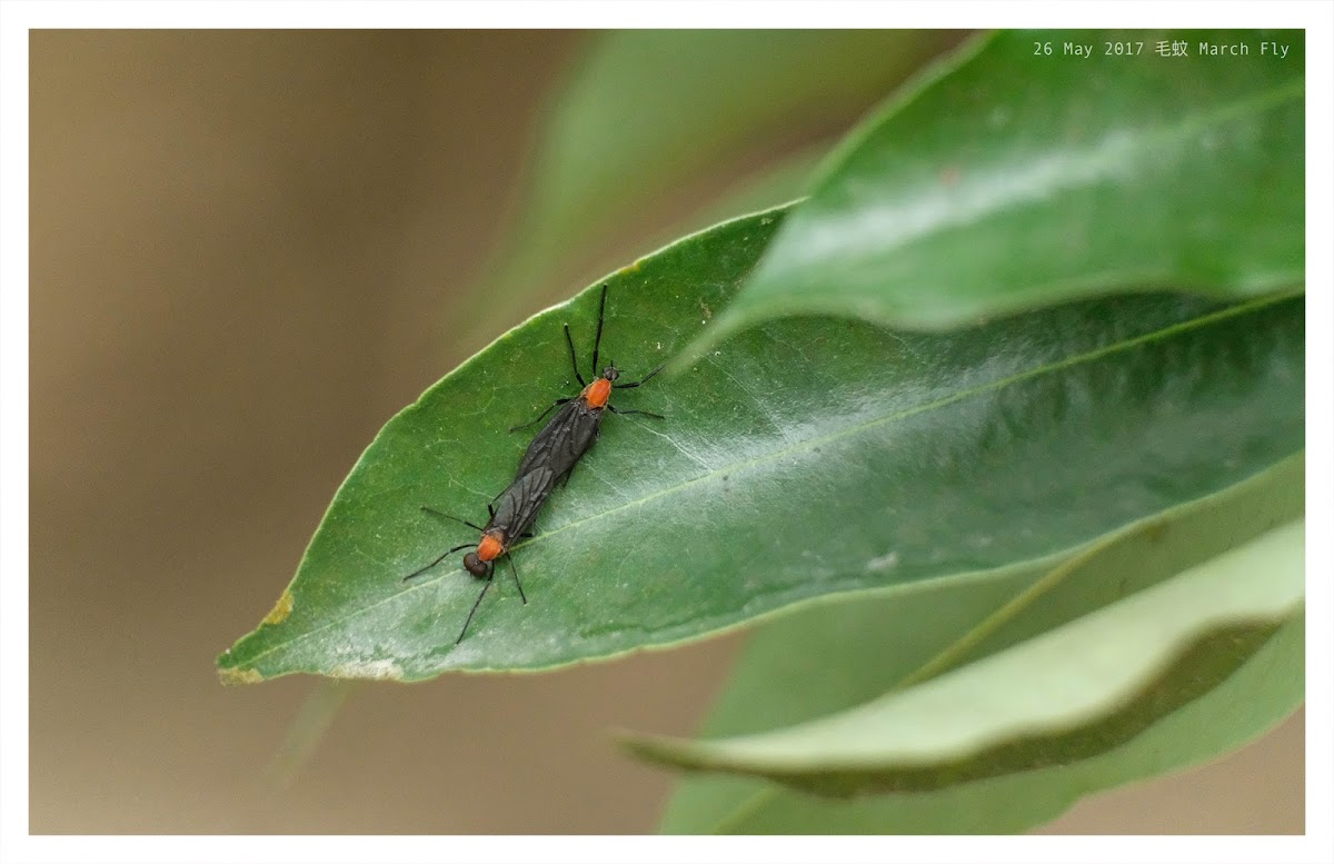 March Fly 毛蚊