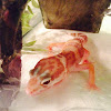 Leopard Gecko