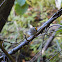 Golden-crowned Kinglet