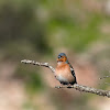 Pinzón vulgar (Common chaffinch)