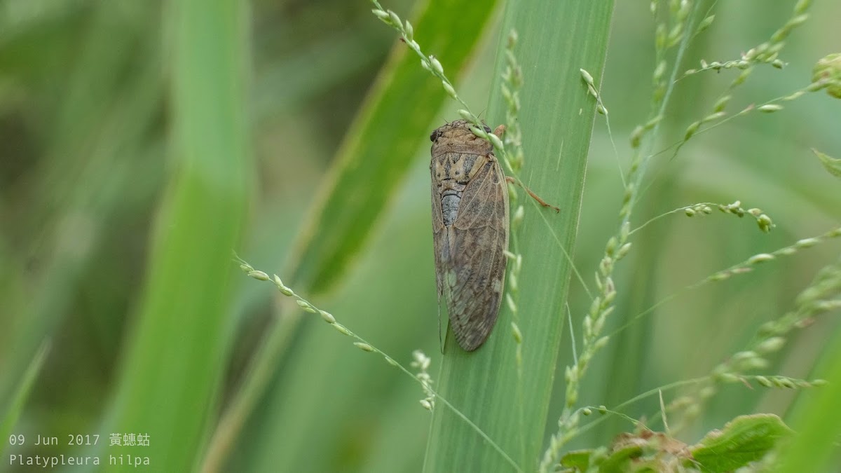 Platypleura hilpa  黃蟪蛄