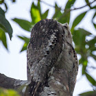 Great Potoo