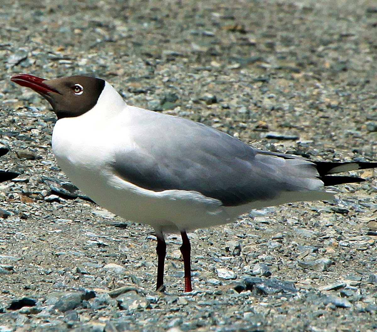 Brown-headed Gull