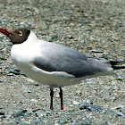 Brown-headed Gull