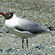 Brown-headed Gull