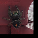 Bold Jumping Spider