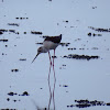 Black-winged Stilt