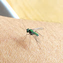 unknown green metallic fly