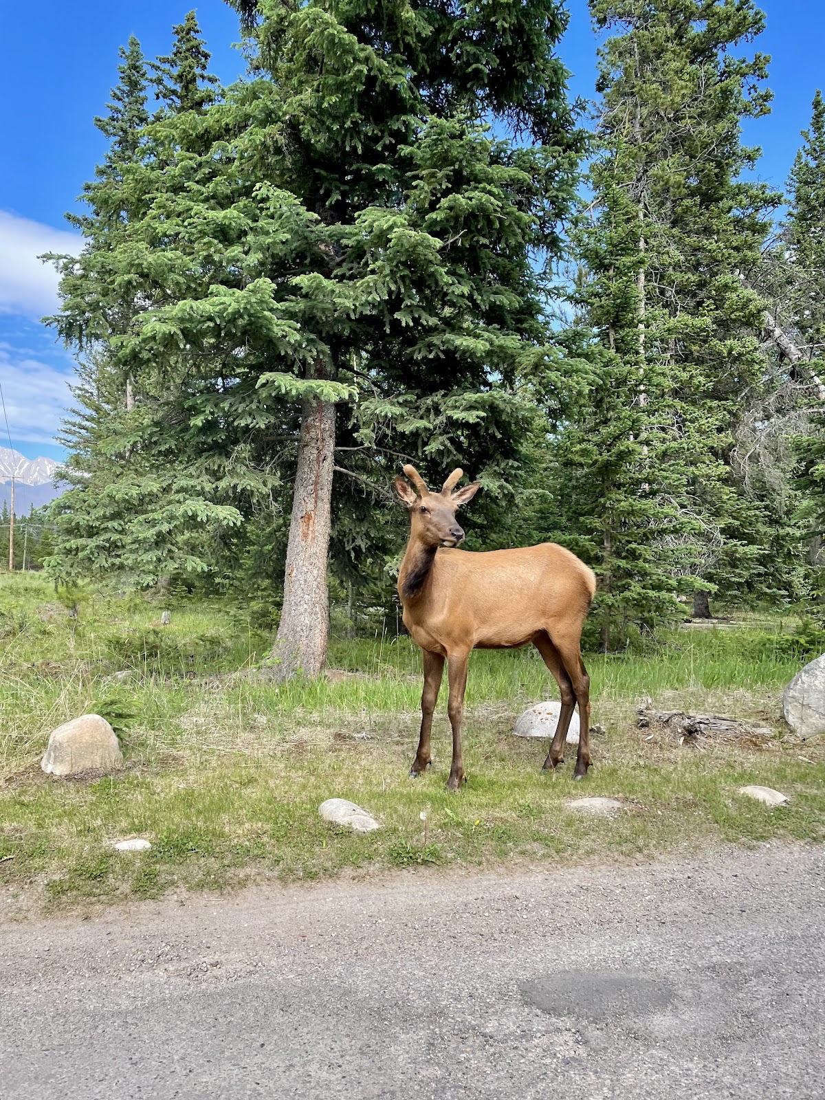 visiting jasper national park