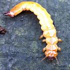 Fire-colored beetle larvae