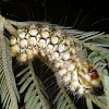 Norape caterpillar